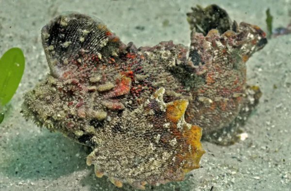 南边海边的这种鱼，踩到确实会要命！